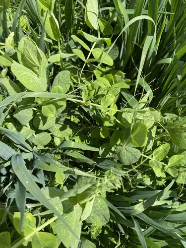 Miniatura 4 de Cubre la mezcla de semillas de cultivos de Eretz (25 libras). Elige el tamaño. Willamette Valley, cultivadas en Oregon, sin OMG, sin rellenos, sin