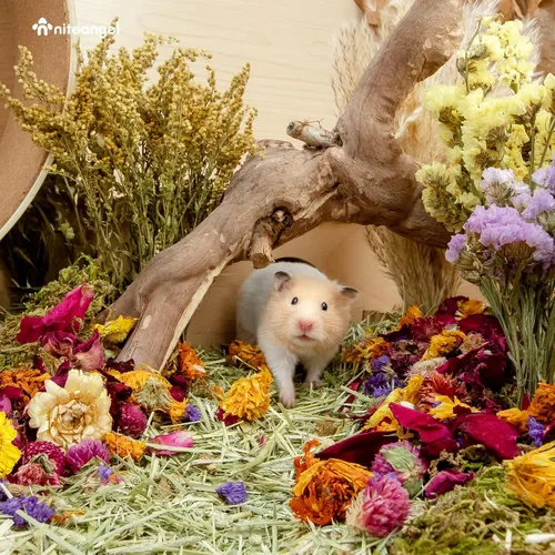 Miniatura 7 de Niteangel Decoración Natural de Hábitat de Cama de Flores y Hierbas - para Hámsters, Jerbos, Ratones, Lemmings, Degus u Otras Mascotas Pequeñas