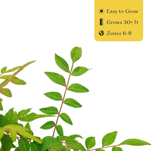 Miniatura 7 de 1 árbol de pistache chino Árbol joven vivo en cubo de vivero de 2.5 pulgadas Variedad Pistacia Chinensis Toldos de sombra caducifolios