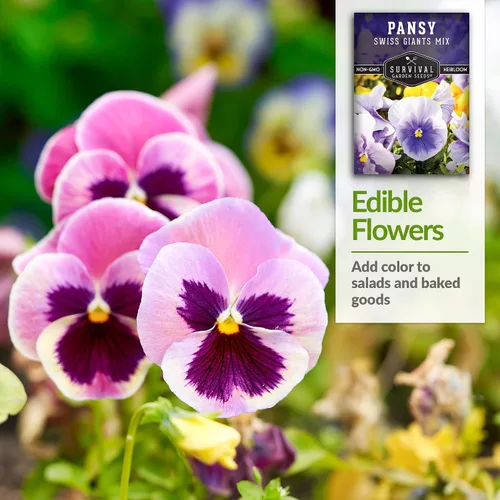 Miniatura 4 de Survival Garden Seeds - Semillas de pensamiento Swiss Giant Mix para plantar - Paquete con instrucciones para plantar y cultivar pensamientos