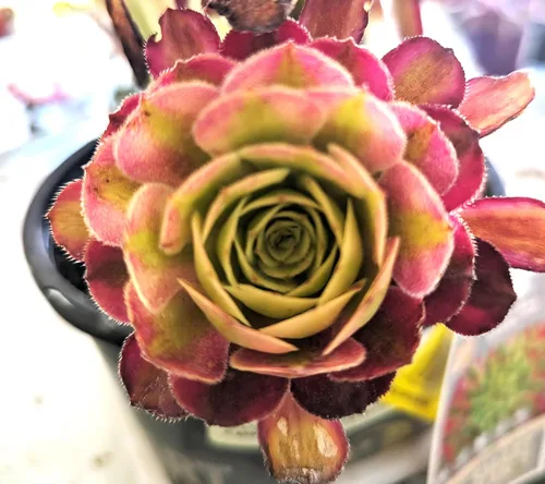 Miniatura 6 de Blissful 5 Rosetas de Aeonium de 2 a 6 pulgadas, raras 5 variedades únicas. Fácil de cultivar, tolerante a la sequía y perfecto para regalos