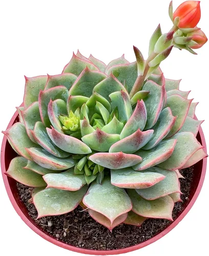 Miniatura 16 de Sprout N Green Echeveria agavoides 'Lipstick', suculenta viva totalmente arraigada en maceta de inicio de 4 pulgadas, planta de casa para interiores