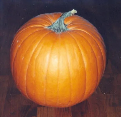 Miniatura 2 de Pumpkin Jack'O Lantern Great Heirloom Vegetable by Seed Kingdom Bulk Semillas de 1 libra