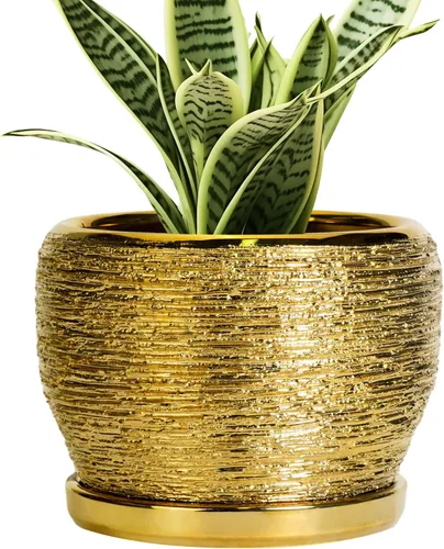 Miniatura 49 de SQOWL Macetas de cerámica – Maceta de 6 pulgadas con orificio de drenaje y bandeja, maceta redonda para plantas de interior, maceta decorativa