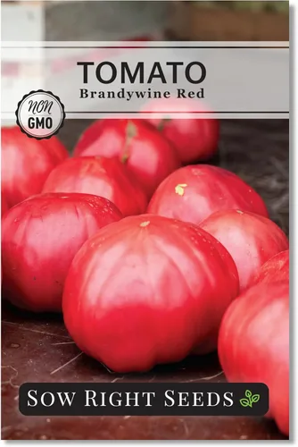 Sow Right Seeds - Semillas de tomate rojo Brandywine para plantar - Tomates de carne de res sin OMG - Semillas de tomate de res grandes para jardín,