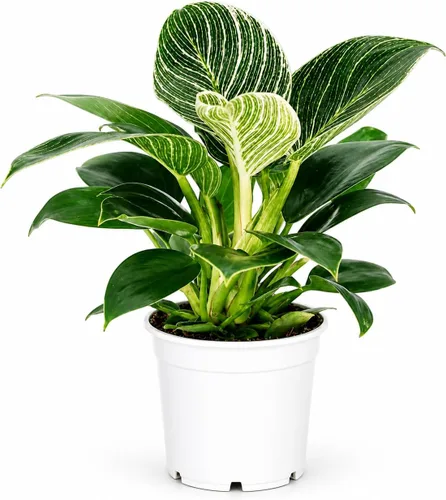 Miniatura 30 de Agloanema Garnet House Plant, Chinese Evergreen Live Plant for Indoor Spaces, Colorful Aglaonema Live Plant, Feng Shui Plants Live Houseplants for