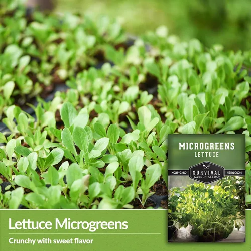 Miniatura 3 de 1 paquete de semillas de lechuga Microgreens para plantar y cultivar, microverduras de hoja verde aptas para principiantes, para interiores, cultiva
