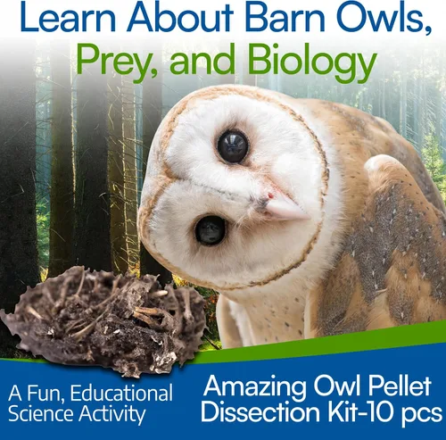 Miniatura 5 de Amazing Owl - Kit de disección de pellets de búho – Juego de pellets de búho de 10 piezas para proyectos de laboratorio científico – con pinzas