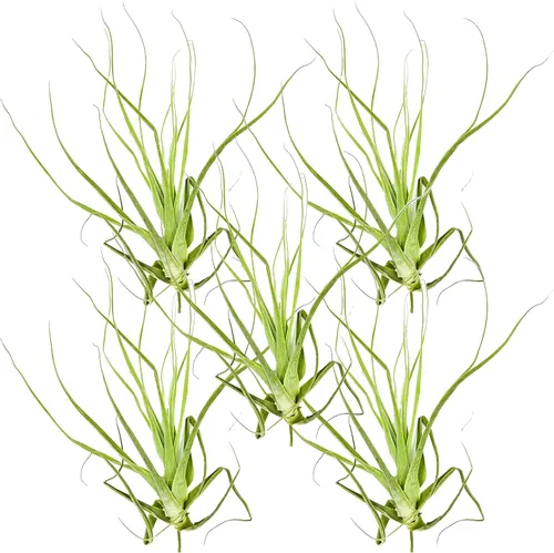 Miniatura 35 de ragnaroc Planta de Aire Viva – Tillandsia Capiput, Jumbo 6-9” - 2 unidades - Llegada Viva Garantizada - Plantas de Casa para Decoración del Hogar
