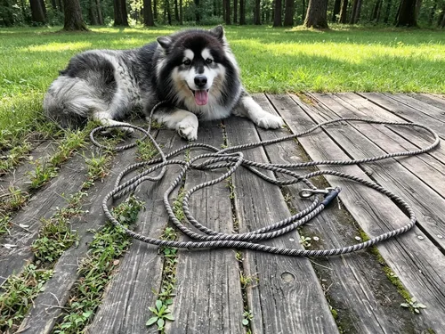 Miniatura 4 de 15FT 20FT 30FT 50FT Long Dog Tether, Reflective Tie Out Rope Dog Lead for Yard, Obedience Recall Training Outdoor Camping, Playing, Backyard Runner