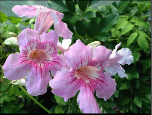 Queen of Sheba Podranea Vine Planta tropical viva de gran crecimiento en expansión Scrambler Fragante Rosa Trompeta Flores Tamaño Starter Pot