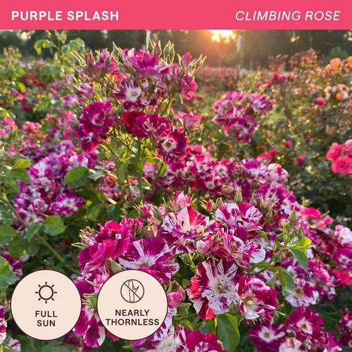 Miniatura 4 de Rosas trepadoras tradicionales, planta de raíz viva para jardín al aire libre, salpicaduras moradas, moderadamente fragantes, zonas de resistencia
