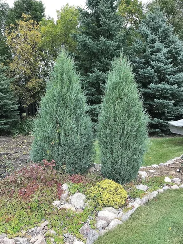 Miniatura 2 de Medora Juniper Plantas de tamaño de 1 galón vivo Perfecto para paisajismo durante todo el año, detección de privacidad y entornos de poca agua