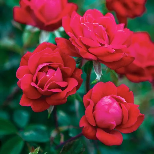 Miniatura 3 de Perfect Plants Double Red Knock Out Rose 1 galón, Guía de plantación de plantas vivas