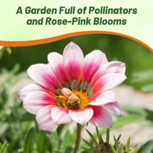 Miniatura 6 de Outsidepride Kiss Rose Gazania Semillas para plantar – 25 piezas de semillas perennes, de bajo mantenimiento, tolerantes a la sequía para flores