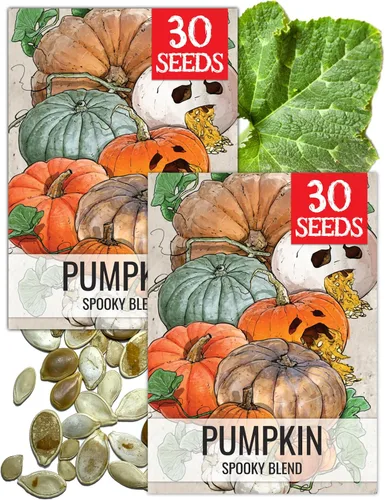 Miniatura 37 de Seed Needs, Jack O' Lantern - Semillas de calabaza – 25 semillas tradicionales para plantar Cucurbita Pepo – Sin OMG y sin tratar, ideal para tallar