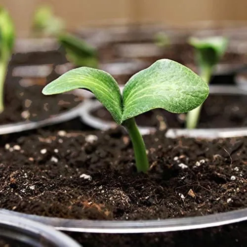 Miniatura 5 de Coast of Maine Organic & Natural Sprout Island Blend Seed Starter - Seed Germination & Root Plant Cuttings w/Composted Manure, Mycorrhizae, Worm