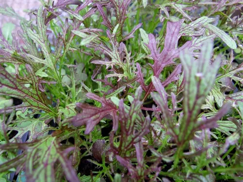1000 Mizuna Red Streaks - Semillas de mostaza para plantar reliquia, sin OMG, 2+ gramos de vegetales, supervivencia a granel