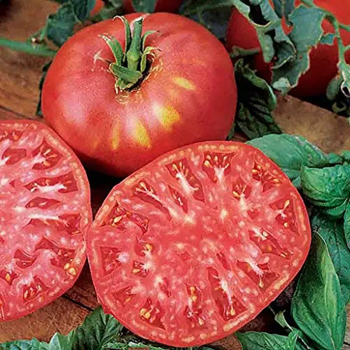 Semillas de tomate brandywine rosa para plantar, reliquia, grande y jugosa, uno de los tomates más deliciosos para el cultivo casero, semillas de