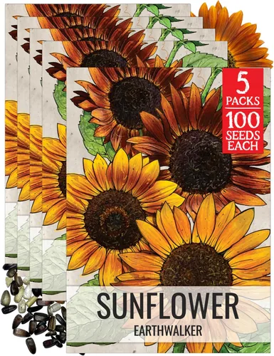 Miniatura 77 de Seed Needs Semillas de girasol para plantar girasoles de manchas solares enanas, semillas de flores de corte anual de polinización abierta