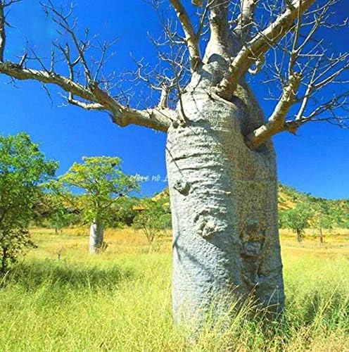 Miniatura 6 de Atfipan - 5 unidades/bolsa Adansonia Digitata Baobab Semillas de árbol de baobab raras Semillas raras de Baobab Semillas de jardín Plantas