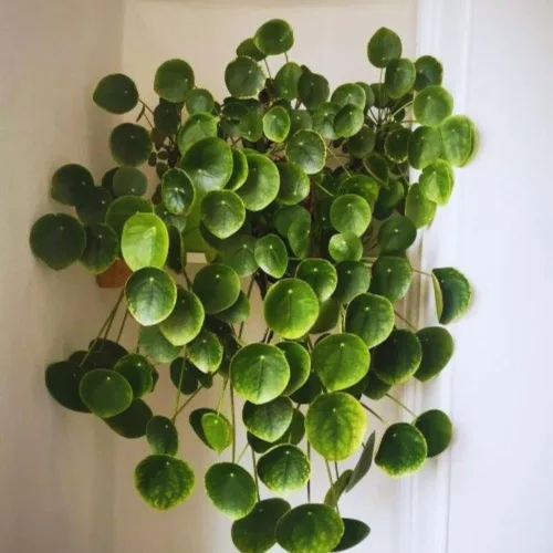 Miniatura 2 de Planta de dinero, planta viva Pilea Peperomioides, de 5 a 7 pulgadas de alto, planta viva para jardín