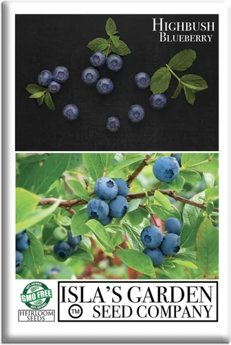 Semillas de arándano Highbush (variedades del norte y del sur) - Más de 300 semillas sin OMG y reliquias, Vaccinium corymbosum, paisajes comestibles