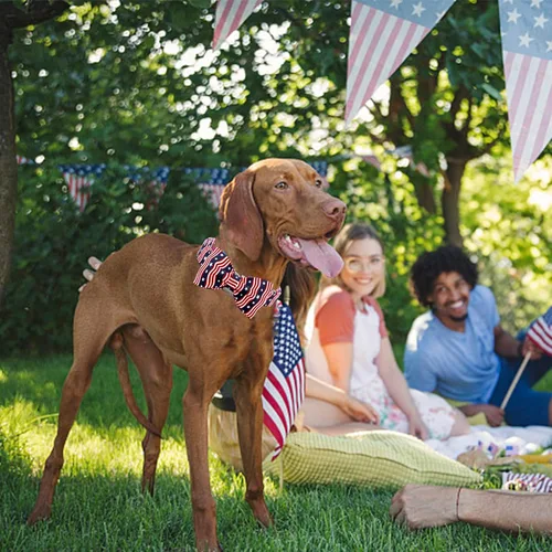 Miniatura 5 de Lionheart glory - Collar de perro de alta calidad con bandera americana, collar para perro con lazo del 4 de julio, collar para perro ajustable