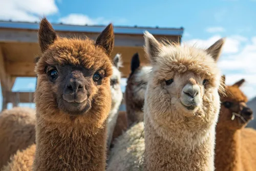Miniatura 5 de Alpaca Home Manta Dynasty 100% lana de alpaca (Chance)