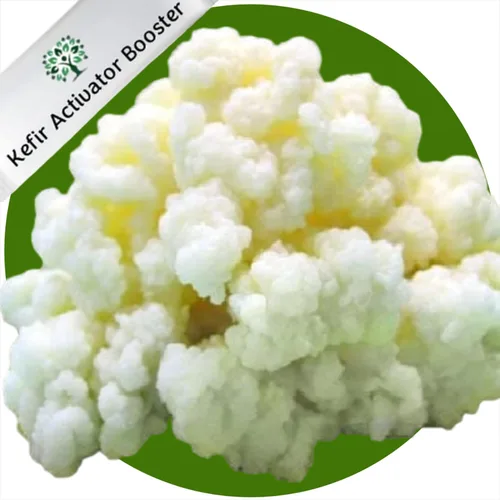 Miniatura 7 de 1 juego de cereales de kéfir de leche para iniciar, probiótico activo fresco y vivo comienza tu propio cultivo de kéfir en casa, Bulgaros de Leche