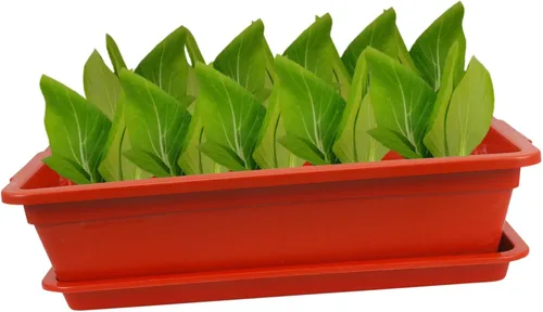 Miniatura 2 de Yardwe Contenedor de planta suculenta Rectángulo de plástico Maceta de vegetales Caja con drenaje Decoración de jardín