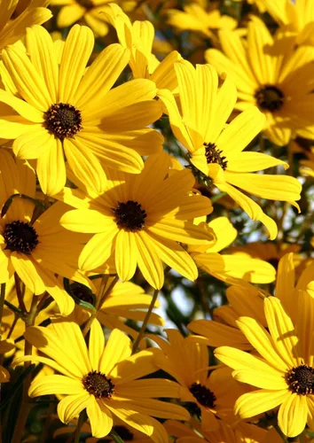 Miniatura 2 de Semillas de girasol de pantano Helianthus Angustifolius (250 semillas), sin OMG, semillas siempre frescas, siembra de semillas para tu jardín
