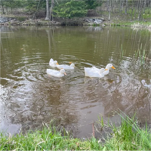 Miniatura 8 de Natural Waterscapes Alimento flotante para aves acuáticas (5 libras) para patos salvajes, patos de mascotas, gansos, cisnes