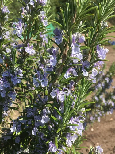 Miniatura 4 de TomorrowSeeds - Semillas de romero - Más de 200 unidades - para plantar 2025 Blue Toscana Perenne Hierbas Jardín Mediterránea Rosmarino Romero