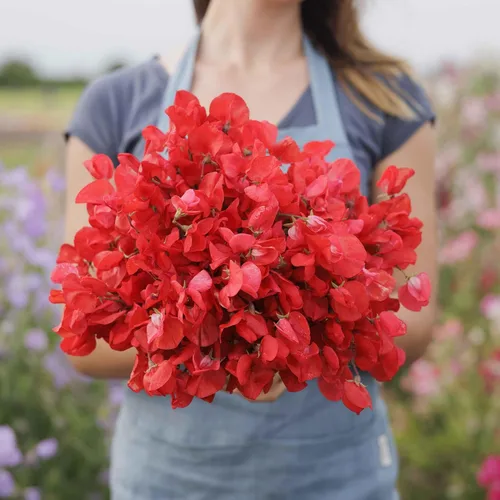 Eden Brothers Semillas de guisantes dulces - Royal Scarlet