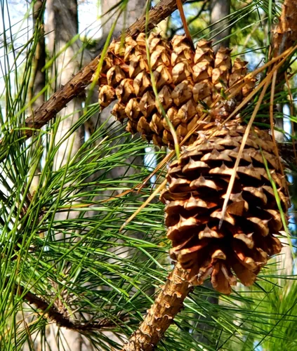 Miniatura 8 de Loblolly Pine Tree Semillas Premium Pinus taeda Plants'® (Premium Seeds, 100)