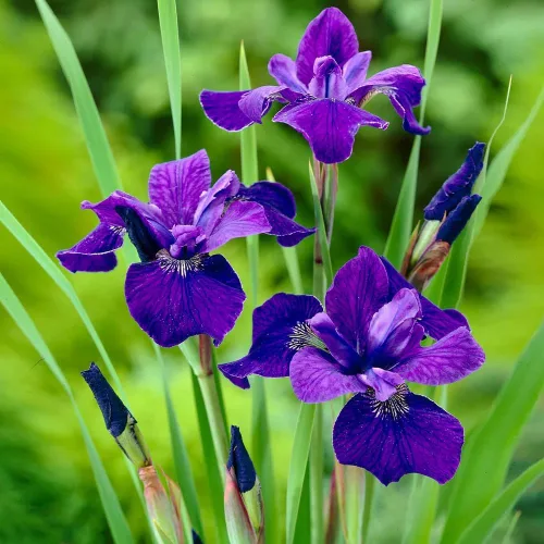 Votaniki Caesar's Brother Siberian Iris - Planta de flores perennes, rizomas de iris siberiano para plantar, flores de primavera y verano, fáciles