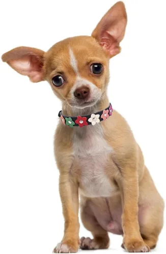 Miniatura 2 de Collares negros de lujo para perros medianos, bonitos collares de piel sintética con flores coloridas y coloridas para cachorros, para perros