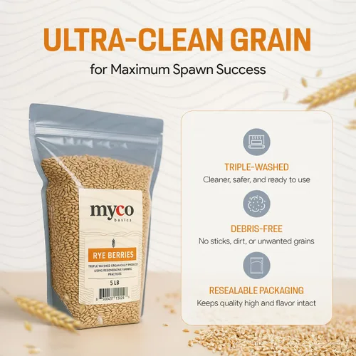 Miniatura 3 de Bayas de Centeno para Cultivo de Hongos - Grano de Centeno Orgánico, Triple Lavado para hacer Cultivo de Hongos en Grano por Mycology Basics - 5