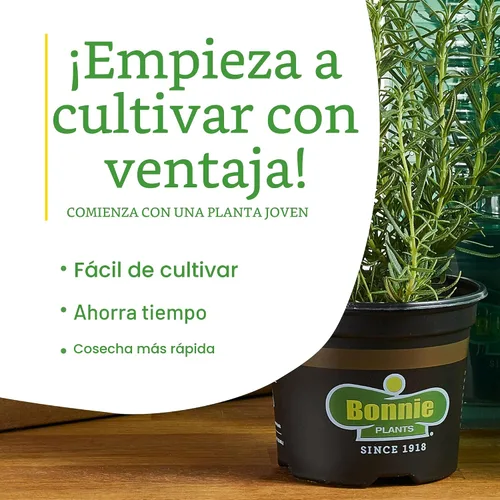 Miniatura 8 de Bonnie Plants Planta aromática comestible de hierbas aromáticas de romero vivo, paquete de 4, perenne en las zonas 8 a 10, ideal para cocinar y asar