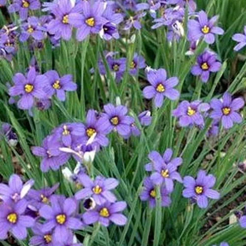 KVITER 200 semillas de hierba de ojos azules – Flores silvestres nativas orgánicas perennes – Semillas de flores perfectas para plantar al aire