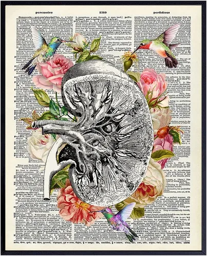 Impresión de Arte de Pared de Riñón - Decoración Rústica Vintage de 8x10, Decoración del Hogar para Sala de Estar, Dormitorio - Regalo para Paciente