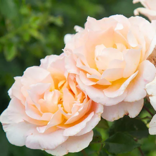 Miniatura 7 de Heirloom Roses Rosal fragante - Planta de rosa naranja en maceta viva Desirée™ para plantar al aire libre