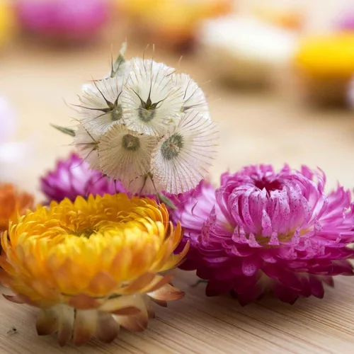 Miniatura 4 de Eden Brothers Semillas de Starflower