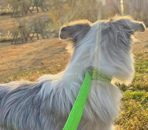Miniatura 7 de Collar reflectante para perro, collar de perro con lazo para perros de 20 a 38 libras, collares de nailon con acolchado suave para entrenamiento