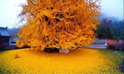 Miniatura 8 de Más de 6 plantas de ginkgo biloba de 1 año