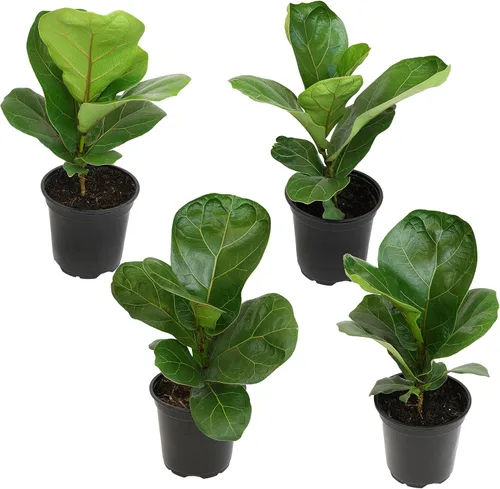 Plantas for Pets - Higuera de hoja de violín (paquete de 4), paquete de plantas Ficus Lyrata, entrega de plantas vivas de Ficus, decoración popular