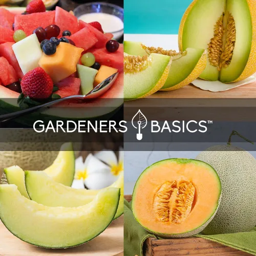 Miniatura 4 de Gardeners Basics, semillas de melón para plantar en el jardín de casa, paquetes de 5 variedades - Hales Best Cantaloupe, Crimson Sweet Watermelon