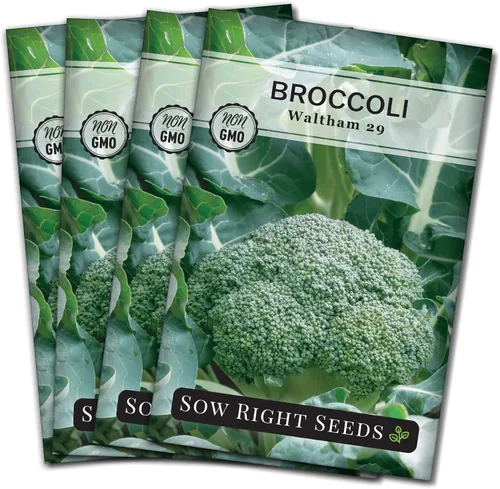 Miniatura 9 de Sow Right Seeds - Waltham 29 semillas de brócoli para plantar - Paquete de reliquia sin OMG con instrucciones para plantar un huerto en el hogar al