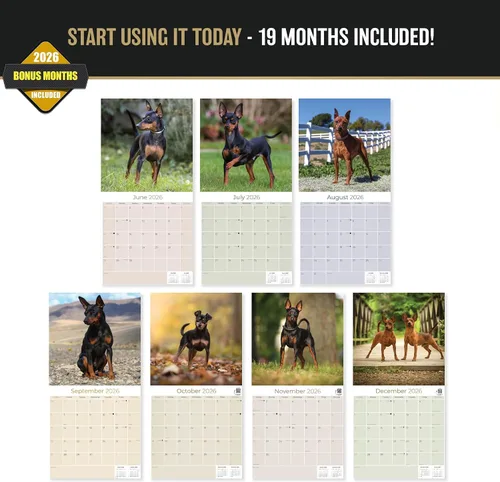 Miniatura 2 de Calendario 2025-2026 de Pinscher en miniatura - Calendario mural mensual de raza de perro - 12" x 24" abierto - Papel grueso sin sangrado - Regalo